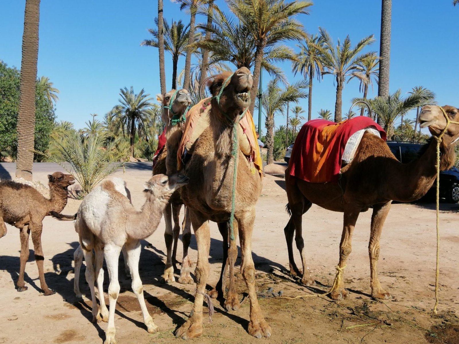 Half Day Marrakech Camel Ride In The Palmeraie Grove Desert Tours 